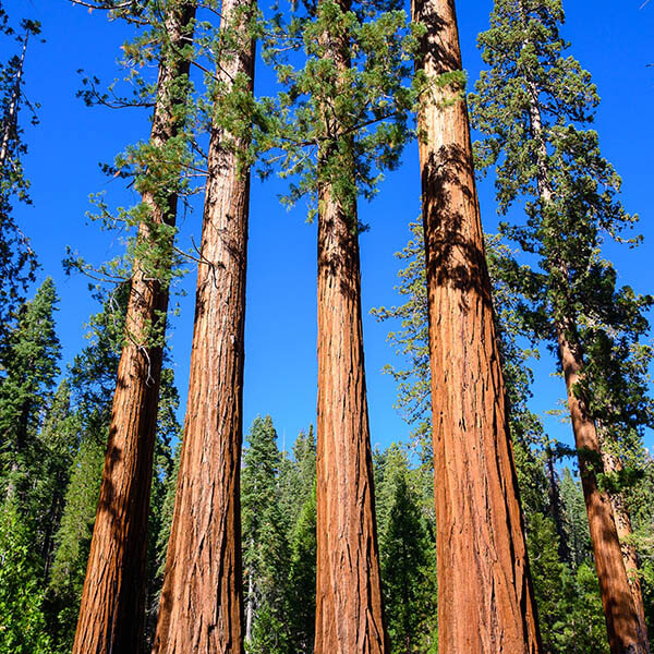 Sustainable redwood forest harvesting