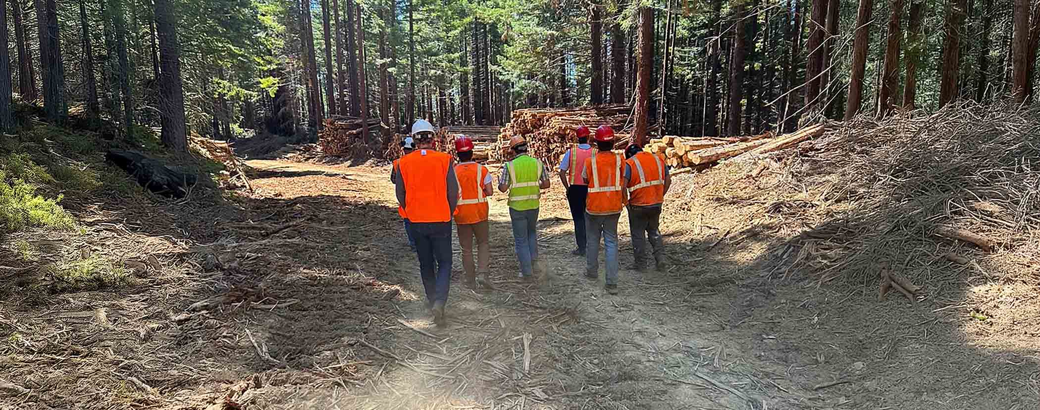 Sequoia forest products team in the redwood forest