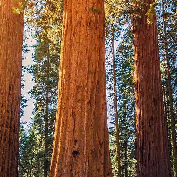 Consistent supply of redwood forest lumber