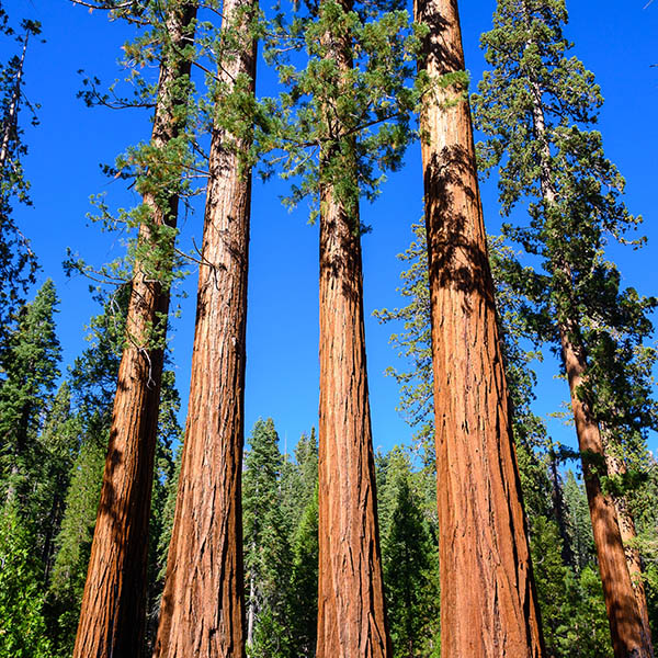 Sustainable supply of redwood forest products
