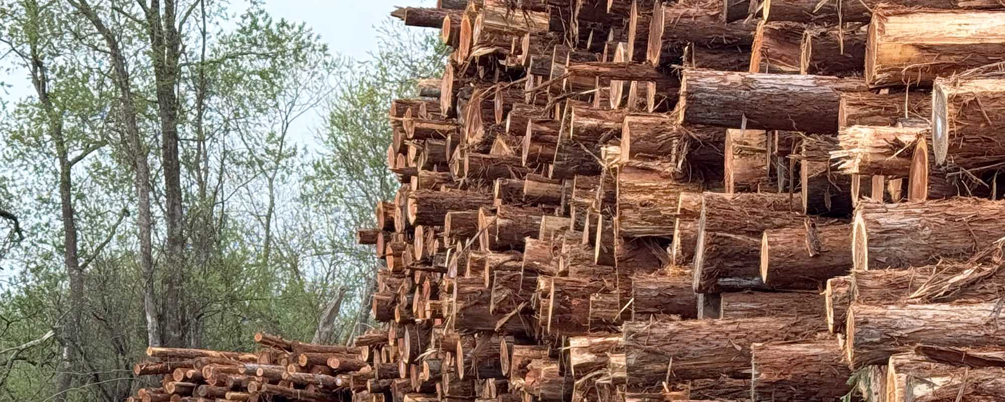 Redwood logs for decks boards and fence pickets